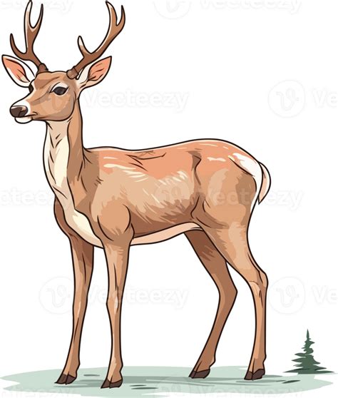 White Tailed Deer Illustration 31426074 Png