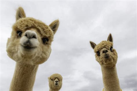 Día Nacional de la Alpaca Perú Primer Productor de Alpaca en el Mundo