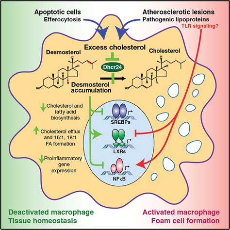 Regulated Accumulation Of Desmosterol Integrates Macrophage Lipid