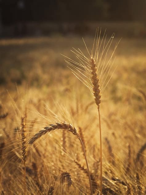 Sun Wheat Fields Wallpapers Wallpaper Cave