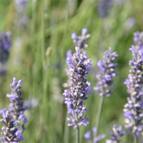 Lavandula Officinalis Lavande Officinale Lavandula Angustifolia