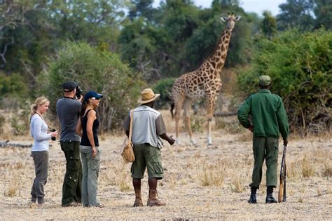 Safari En Afrique Quel Pays Quel Safari Choisir Loin De La Foule