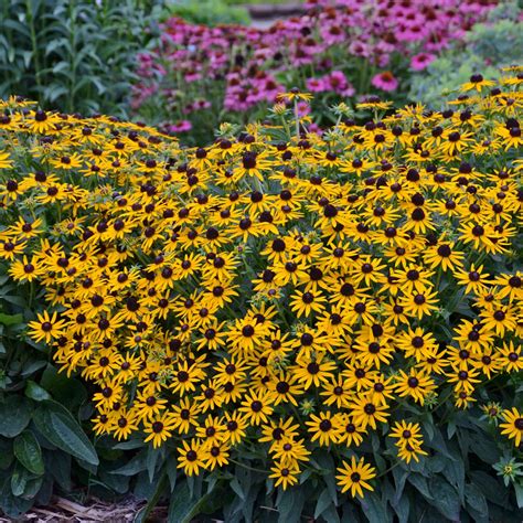 Rudbeckie 'Little Goldstar' – Jardineries Botanix