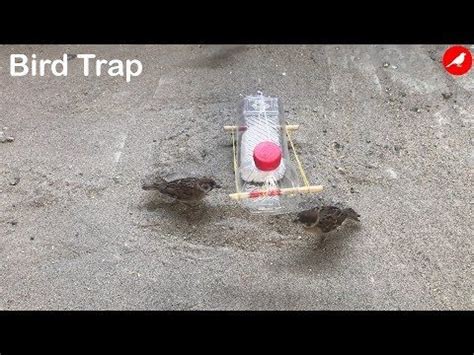 Sparrow Trap Bird Trap Homemade How To Make A Bird Trap Easy Automatic