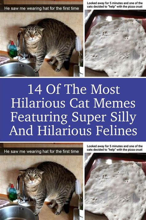 14 of the most hilarious cat memes featuring super silly and hilarious ...