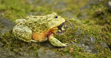 African Bullfrog - A-Z Animals