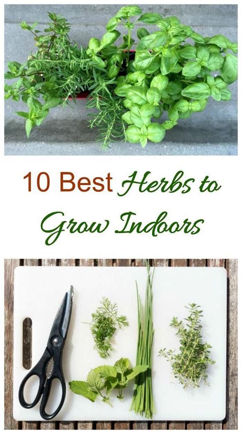 These Are The 10 Best Herbs To Grow Indoors Enjoy The Flavor Of Fresh