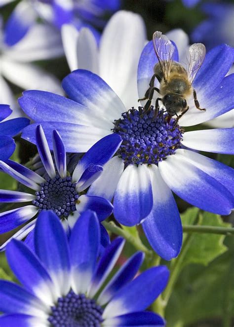 Abelha Que Trabalha Em Flores Azuis E Brancas Imagem De Stock Imagem