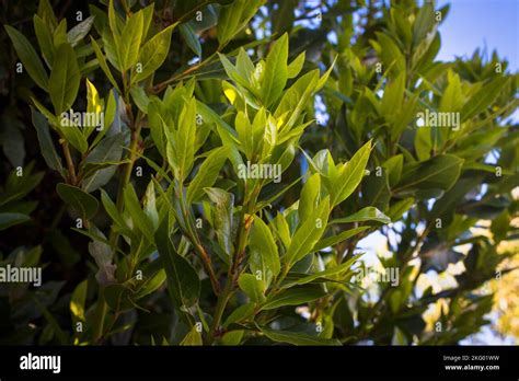 Bay Laurel Tree Laurus Nobilis An Aromatic Evergreen Tree Culinary