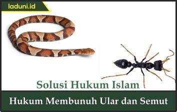 Hukum Membunuh Ular Dan Semut Hewan Qurban Dan Aqiqah Laduni Id