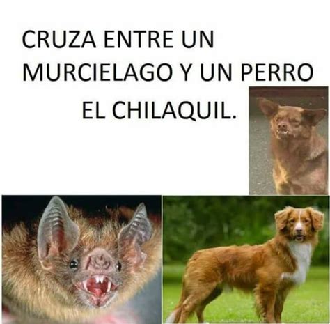 La historia completa del Perro Chilaquil, el meme que hace reír a todo México - Univision