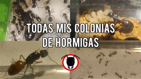 Todas Mis Colonias De Hormigas El Señor De Las Hormigas Youtube