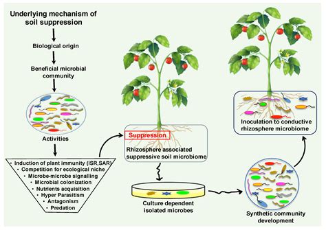 Plant Microbiome Engineering: Hopes or Hypes