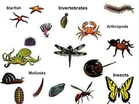 recursos EDUCATIVOS para casa : INVERTEBRATES invertebrados