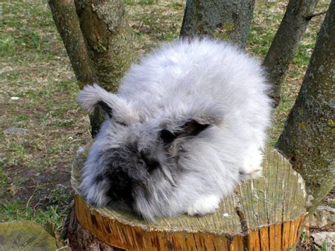 Raising Angora Rabbits: The Wool Industry’s Pride and Joy