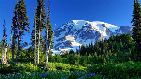 Mount Rainier Summit Wallpaper