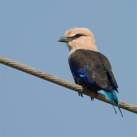 Blauwbuikscharrelaar Blue Bellied Roller Birdimage