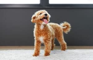 How Big Does a Maltipoo Get? Average Weight & Growth Chart | Hepper