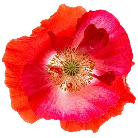 Flor De Amapola Roja Lat Papaver Aislado Sobre Fondo Blanco Foto Premium