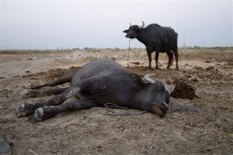 Drought Imperils Iraqs Water Buffalo And A Childs Way Of Life