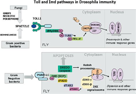 Molecular Components Of The Toll And Imd Pathways Involved In Download Scientific Diagram