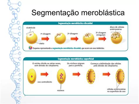 Fases Do Desenvolvimento Embrionário Ppt