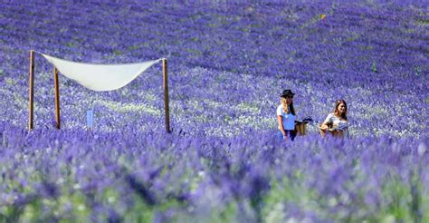 Aix-en-Provence: Lavender Fields Visit | GetYourGuide