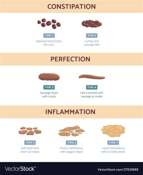 Bristol Stool Chart With Medicine Description Vector Image