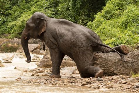 Elephant Stretching Smithsonian Photo Contest Smithsonian Magazine