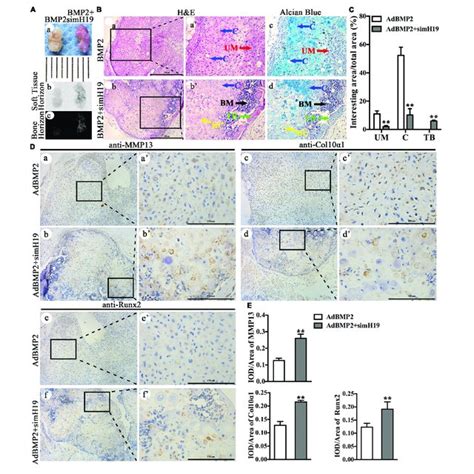 Silencing Of H19 Promoted Bone Morphogenetic Protein 2 BMP2 Induced