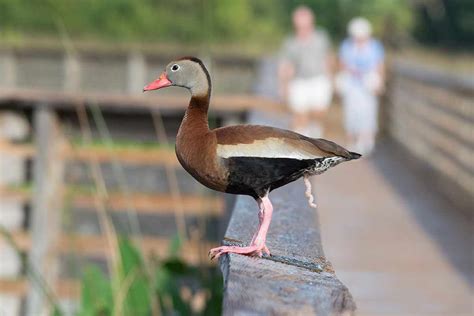 Como a guerra dos sexos deixou o pato um pênis desajeitadamente