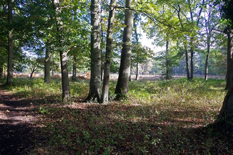 Prey Heath © Stephen Mckay Geograph Britain And Ireland