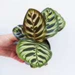 Calathea Makoyana Peacock Plant Mm The Jungle Collective