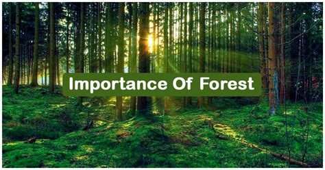 importance  forest importance  trees forest protection