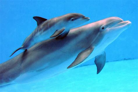 10 Amazing Facts That Showcase How Awesome Dolphins Are