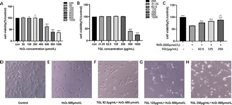 Pharmacodynamic Effect Of H 2 O 2 Tgl Alone Or Together On H9c2 Cell