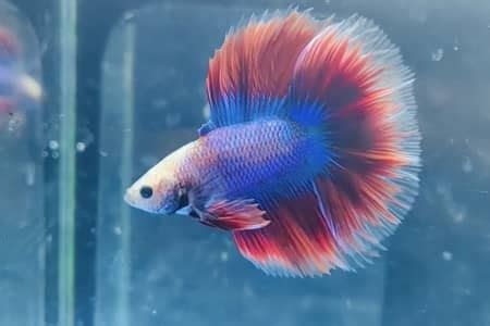 Ich In Betta Fish: Symptoms, Causes, And Treatments