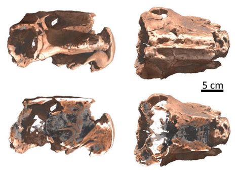 3D representation of a skull of Lystrosaurus declivis (Therapsida ...