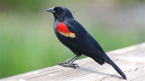 Red Winged Blackbird Nest Eggs And Mating Rituals