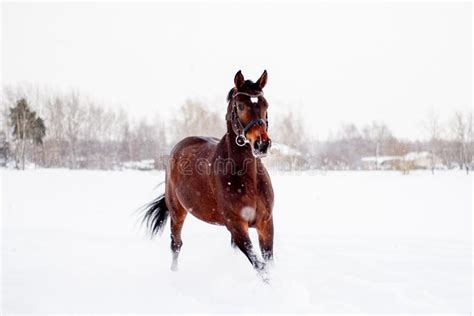 Beautiful Brown Horse Running in the Snow Stock Photo - Image of brown, spirit: 138766808