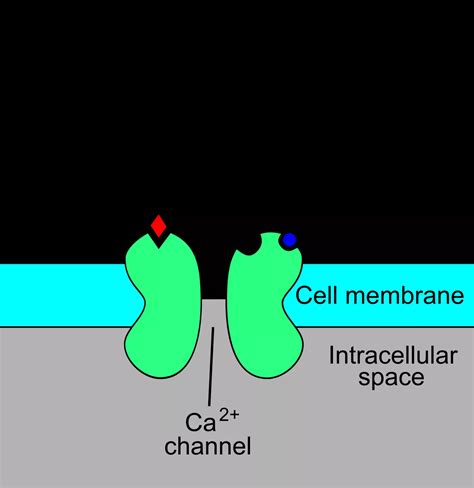 29 Facts About NMDA Receptor FactSnippet