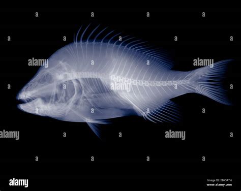 X Ray Fish High Resolution Stock Photography And Images Alamy