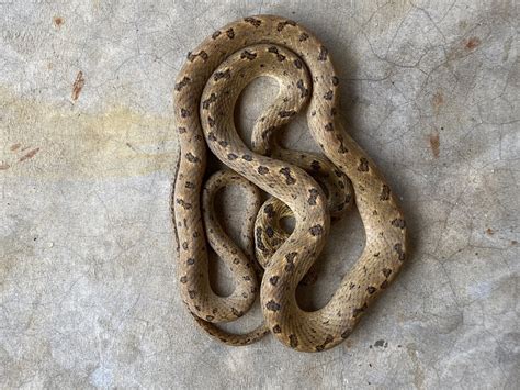 Small Spotted Cat Eyed Snake From Bah A De Banderas Nay Mx On March