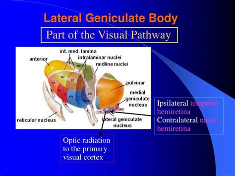 diencephalon powerpoint  id