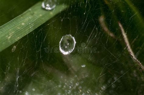 Water Droplets On A Spider S Web Drops Of Water Drops Of Water On The