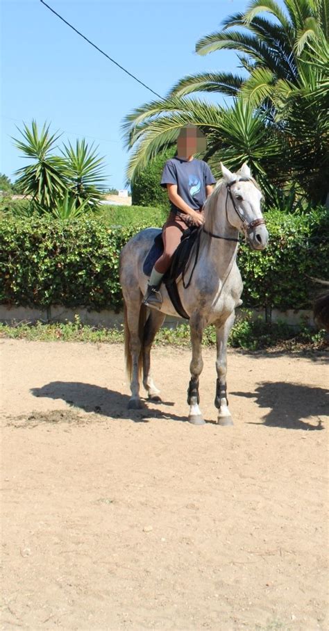 Cavalo Capado 7 Anos Aljezur OLX Portugal