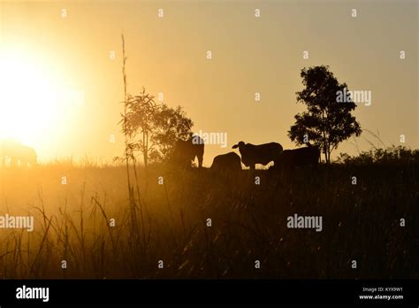 AUSTRALIAN OUTBACK SUNSET Stock Photo - Alamy