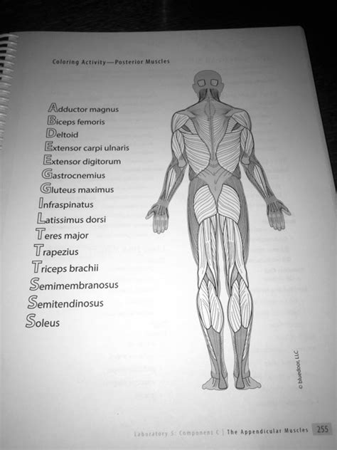 Solved Coloring Activity Posterior Muscles Adductor Magnus Biceps Femoris Deltoid Extensor