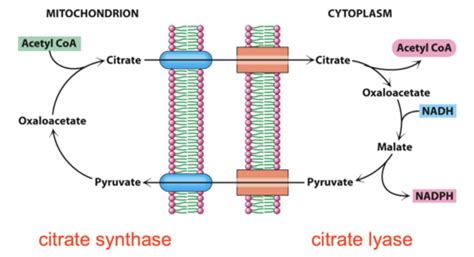 18. Synthesis of Lipids Flashcards | Quizlet