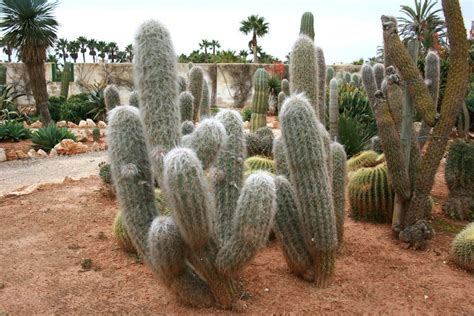 30 cactus resistentes al frío